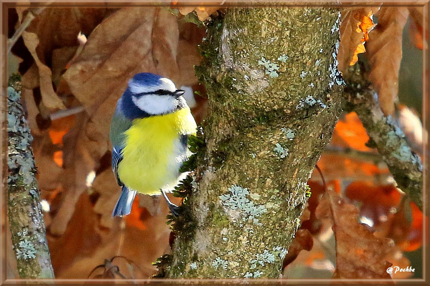 Wallpapers Animals Birds - Chickadees 