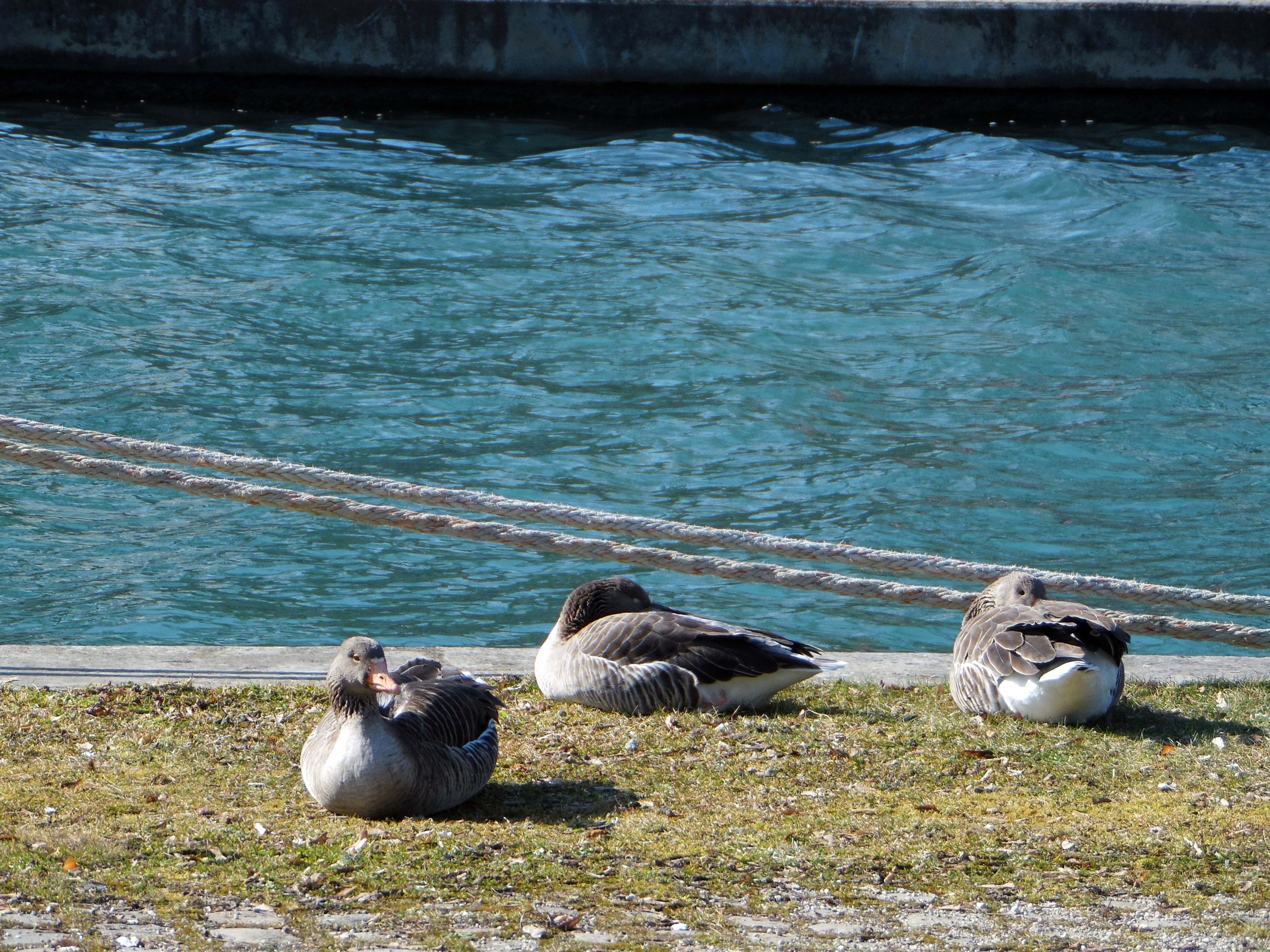 Wallpapers Animals Birds - Geese Oies au bord du Canal de Bourgogne