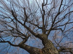  Nature Tronc de Saule pleureur en hiver