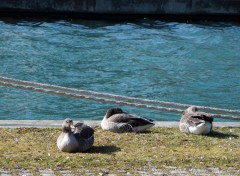  Animals Oies au bord du Canal de Bourgogne