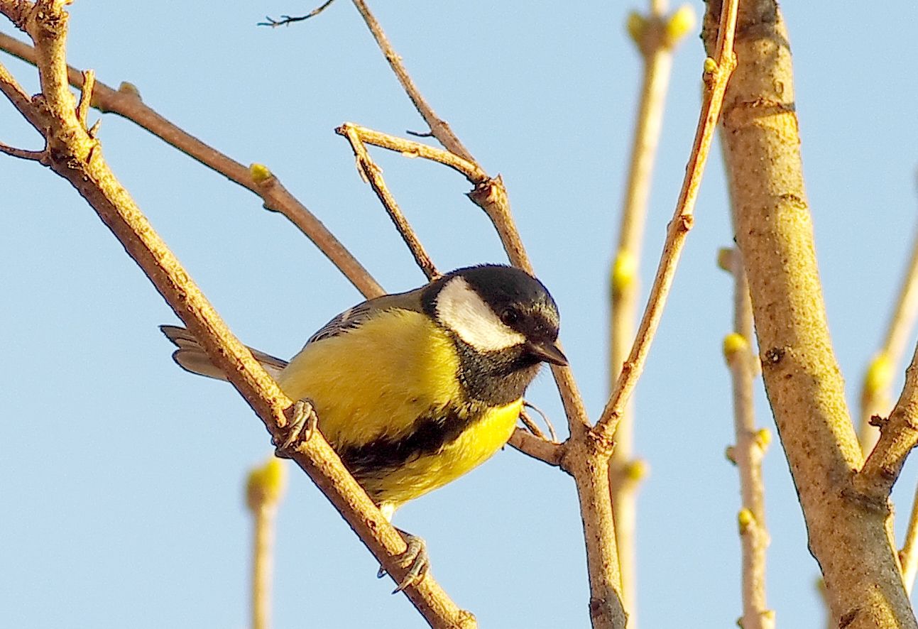 Fonds d'cran Animaux Oiseaux - Msanges 