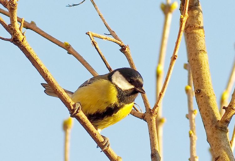 Fonds d'cran Animaux Oiseaux - Msanges Wallpaper N398432