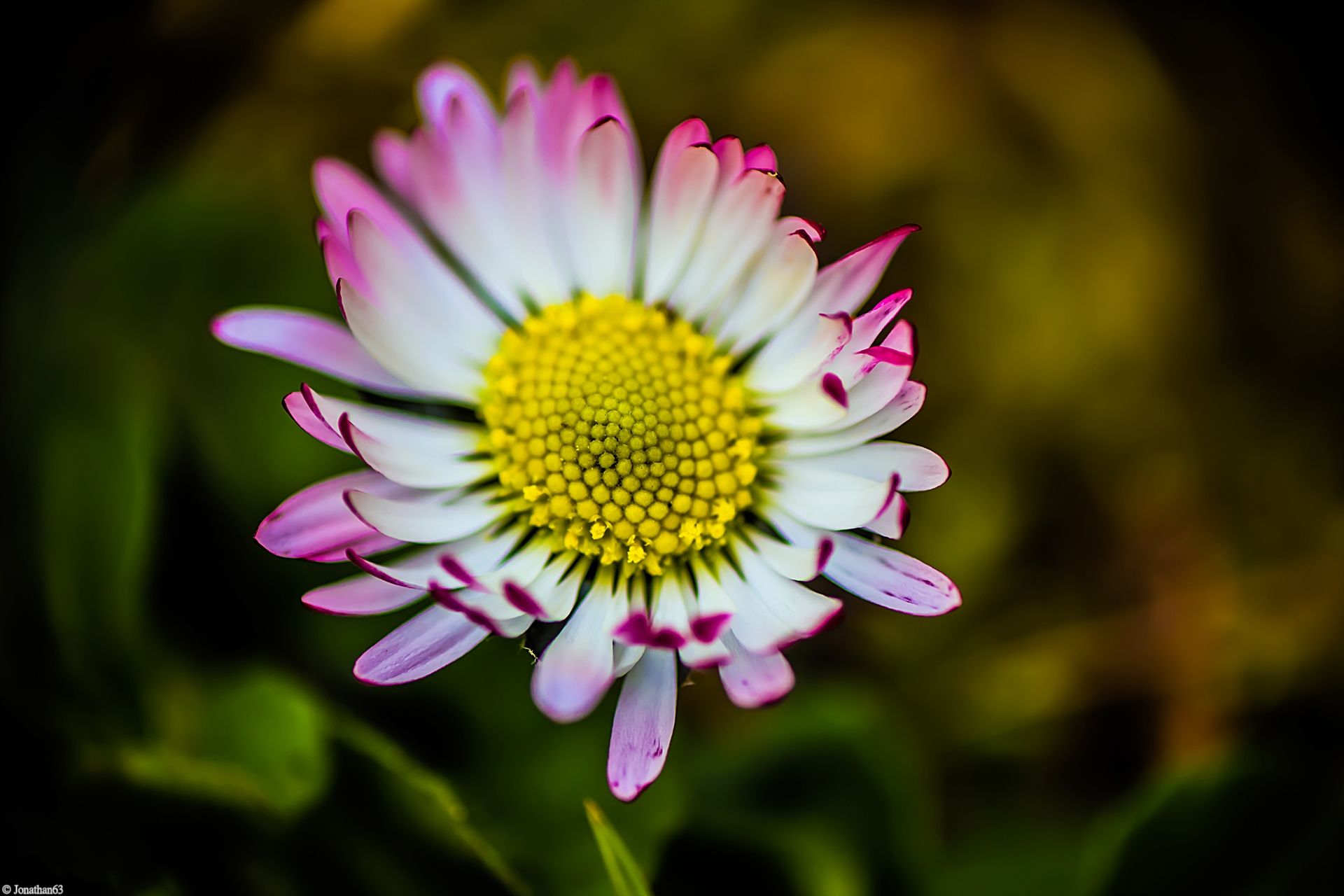 Fonds d'cran Nature Fleurs 