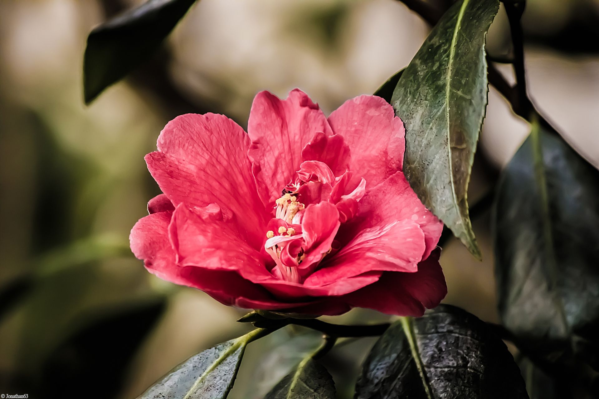 Fonds d'cran Nature Fleurs 