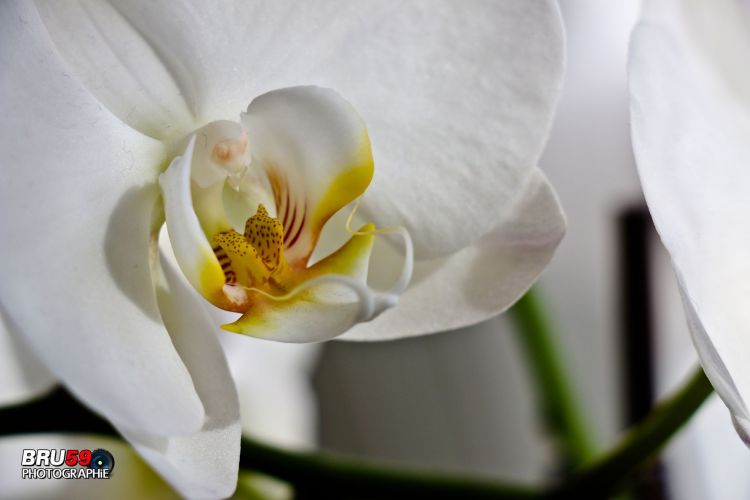 Wallpapers Nature Flowers orchide blanche macro