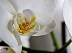  Nature orchide blanche macro