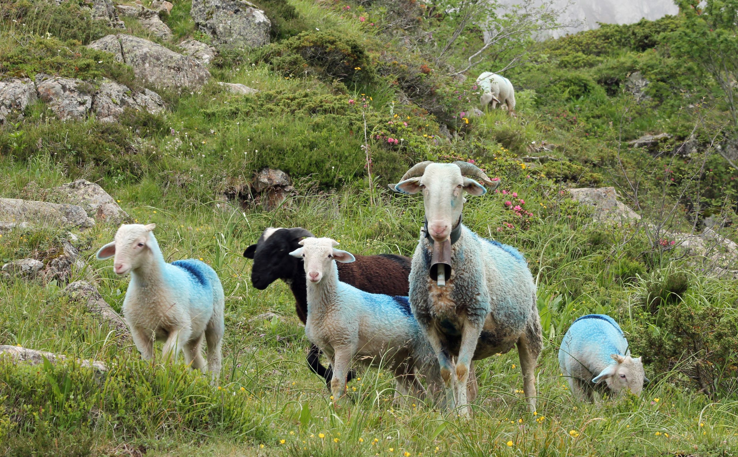 Fonds d'cran Animaux Moutons - Mouflons 