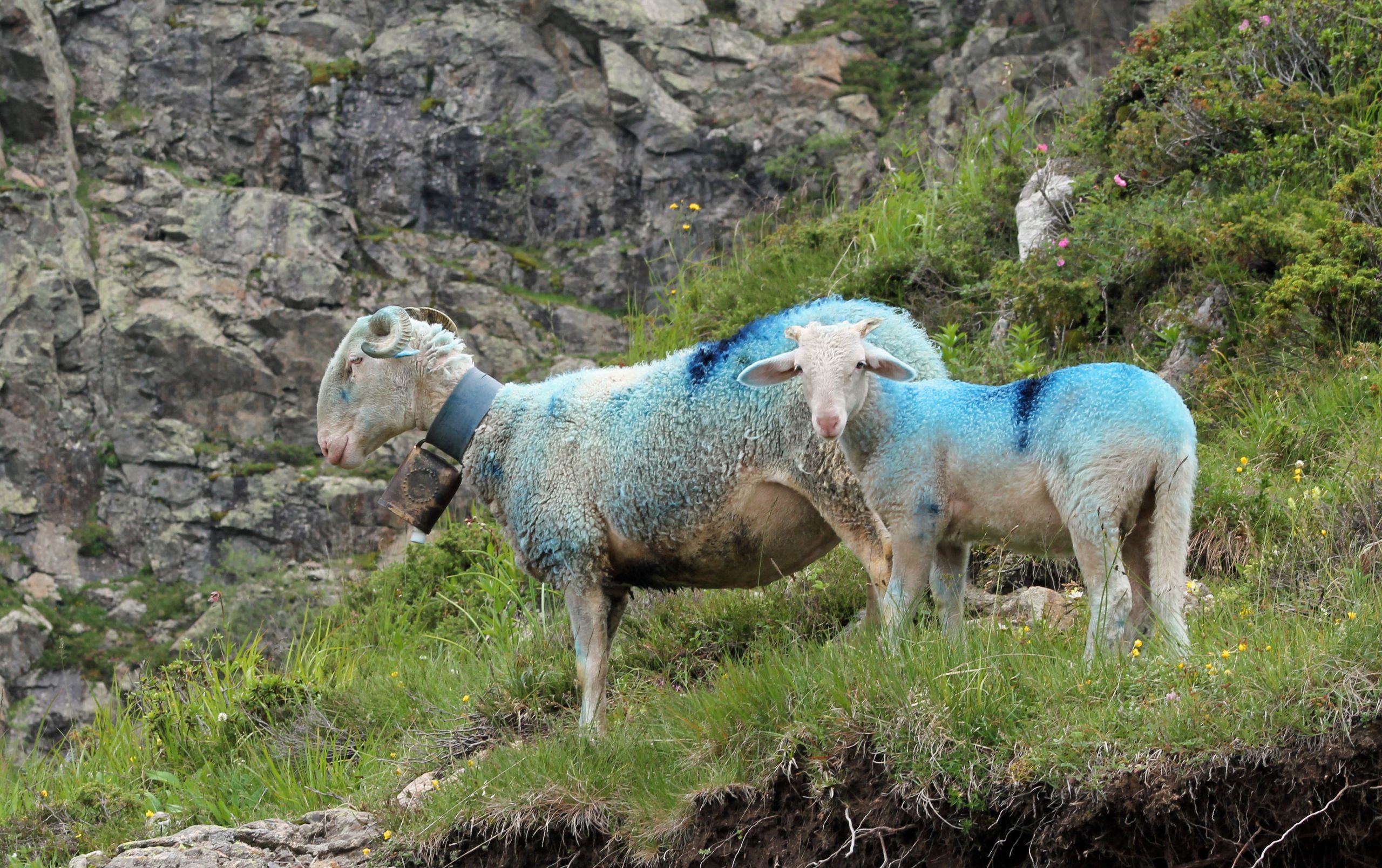 Fonds d'cran Animaux Moutons - Mouflons 