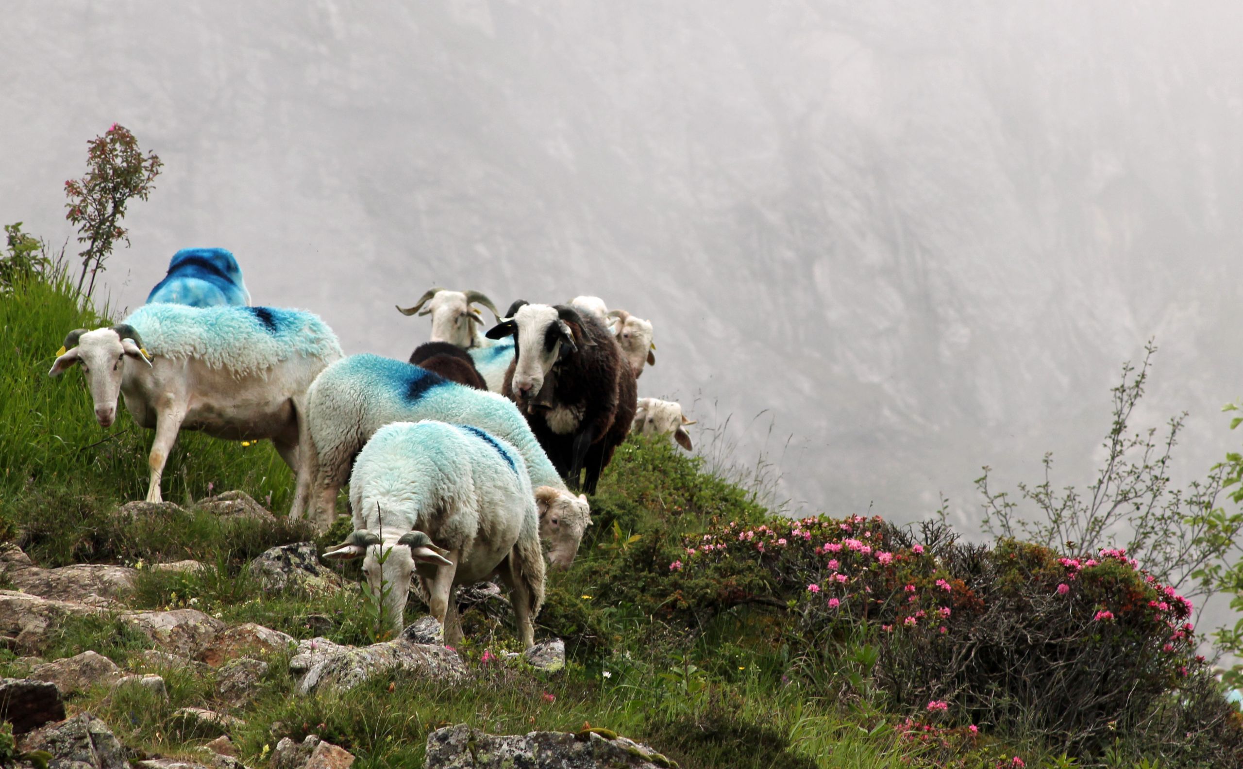 Fonds d'cran Animaux Moutons - Mouflons 