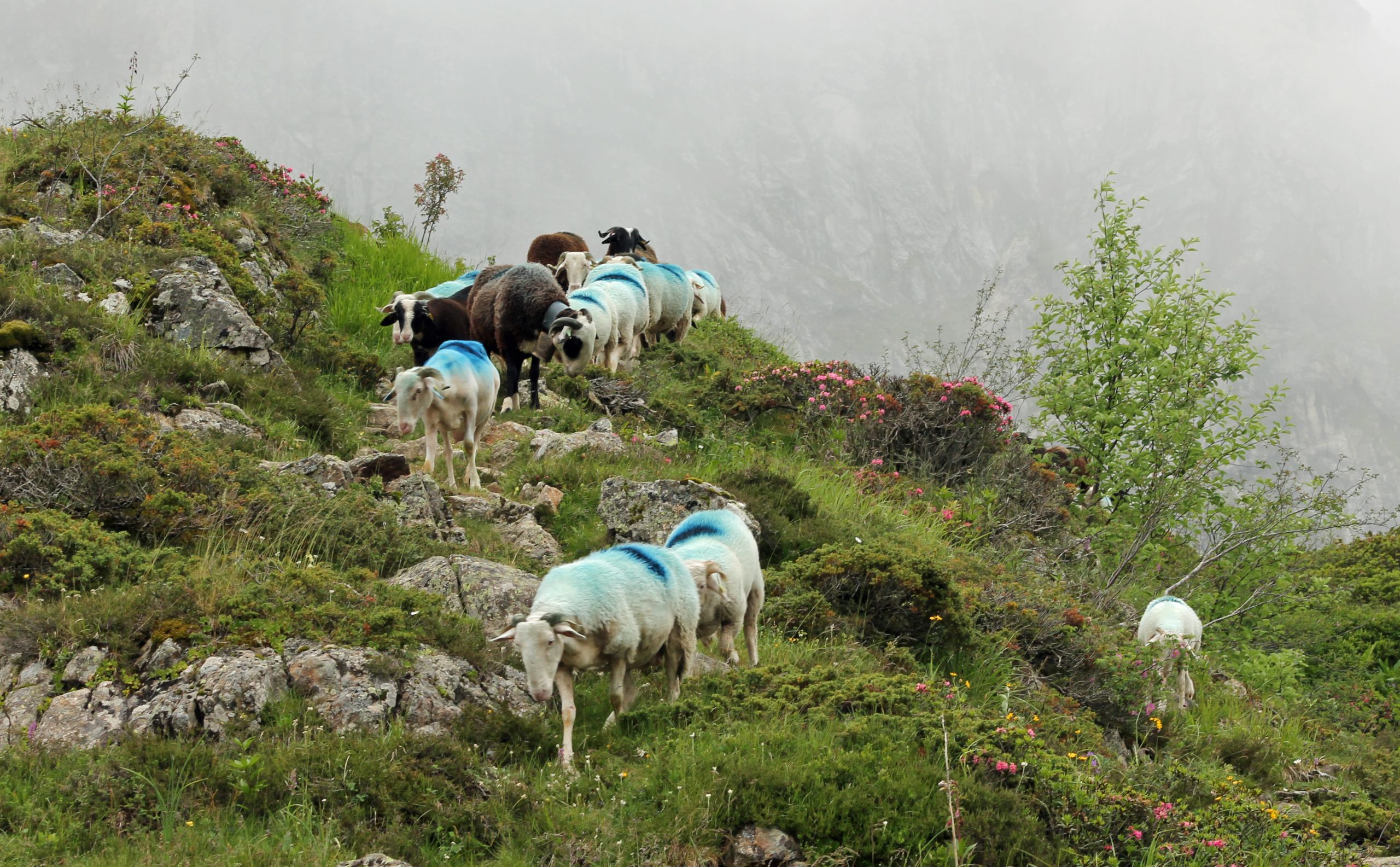 Fonds d'cran Animaux Moutons - Mouflons 