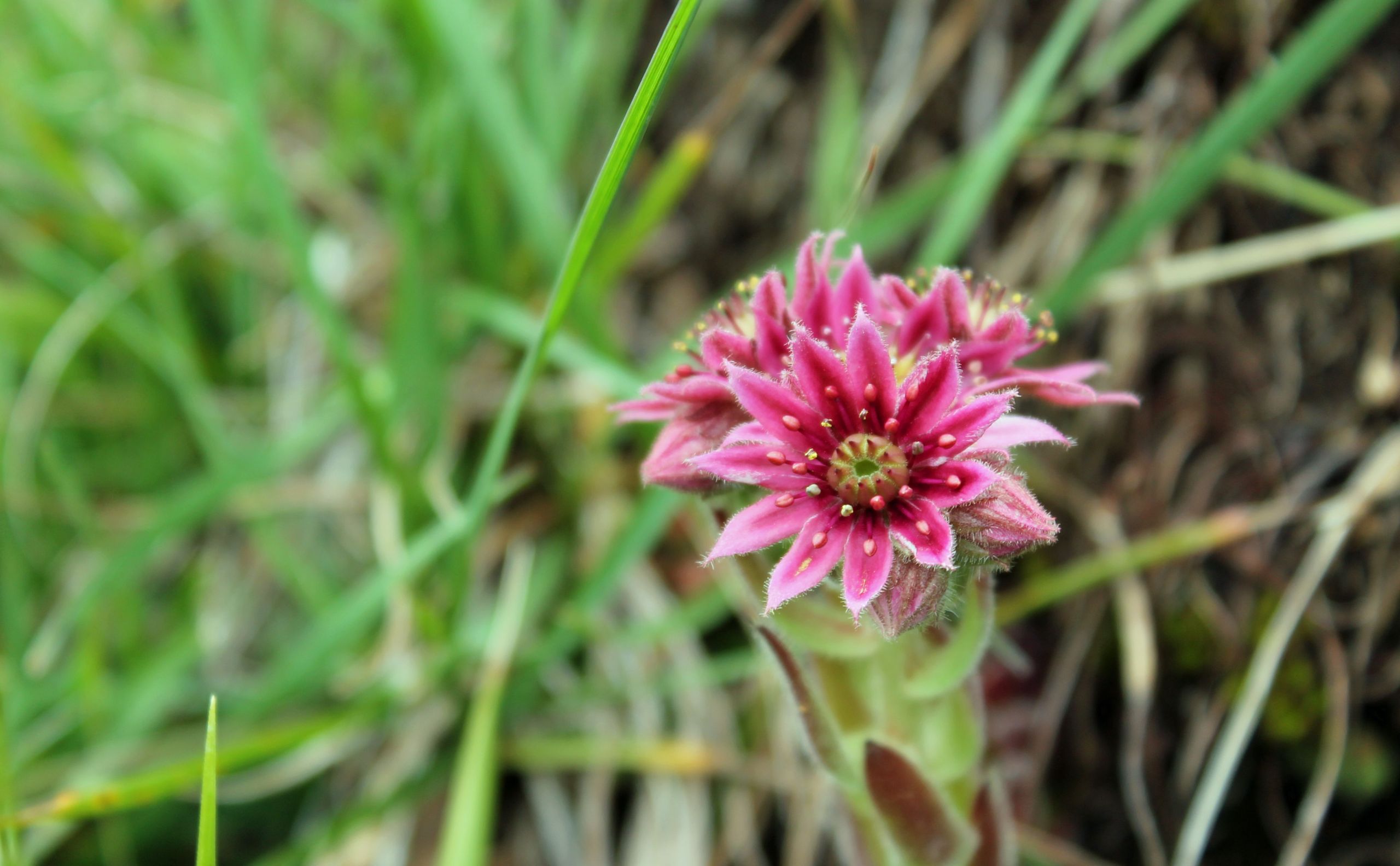 Wallpapers Nature Flowers 