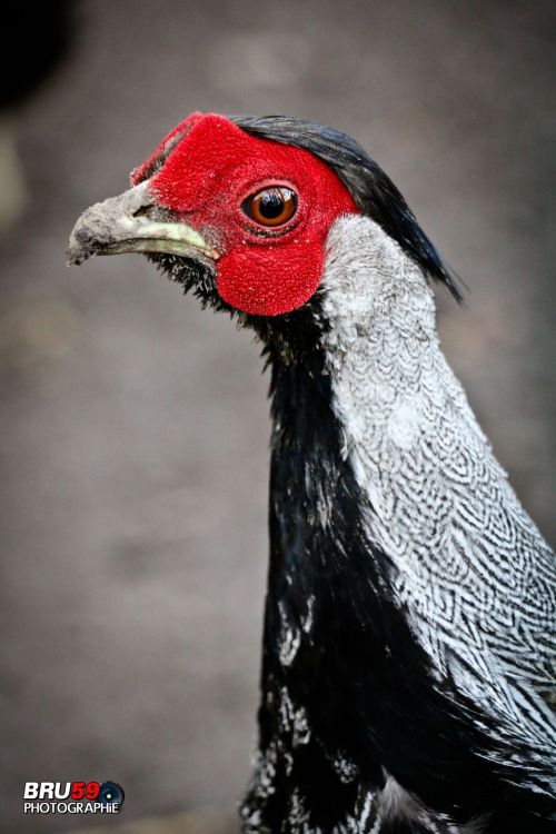 Fonds d'cran Animaux Oiseaux - Faisans Faisan noir  tte rouge