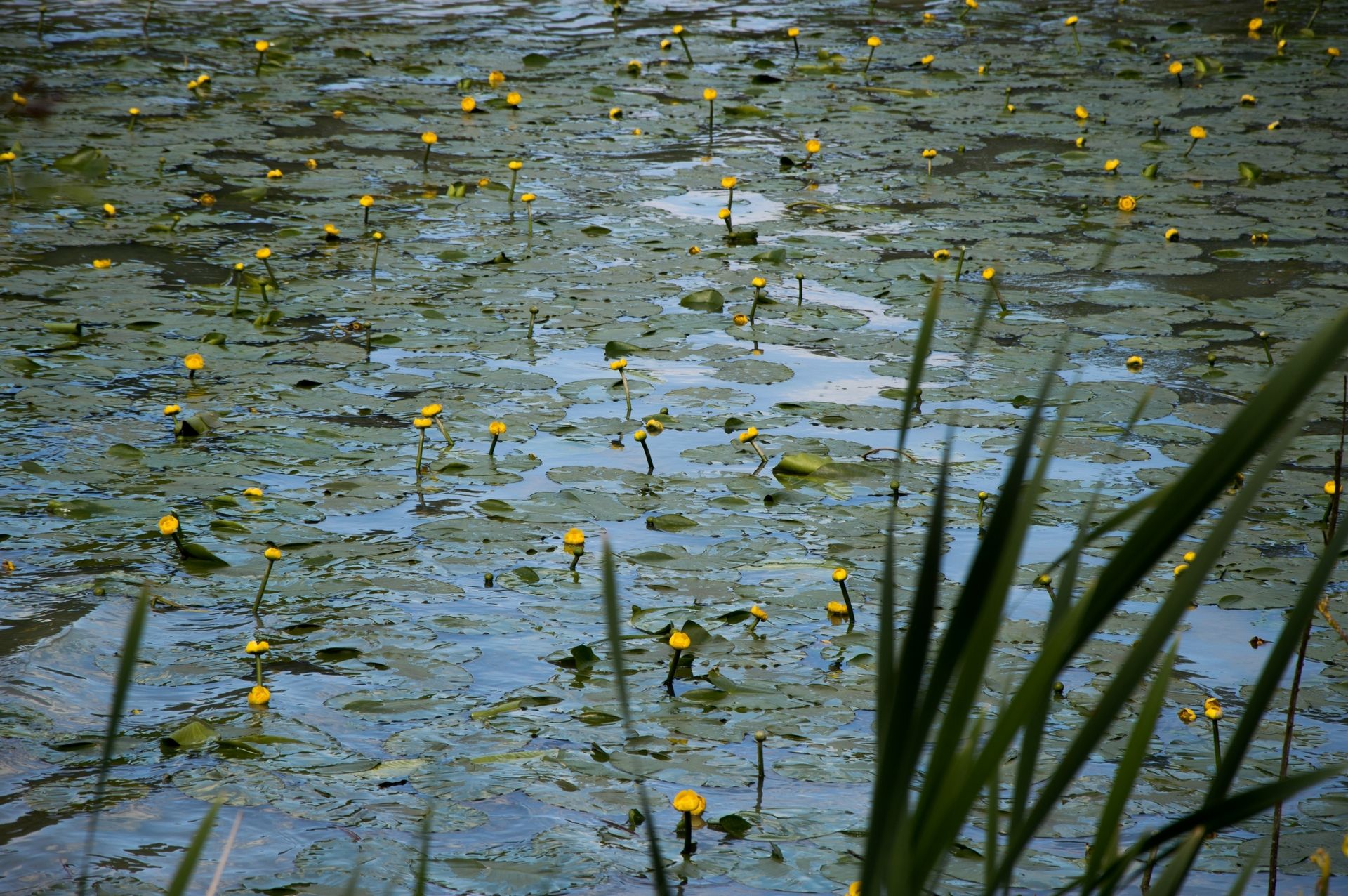 Fonds d'cran Nature Lacs - Etangs 