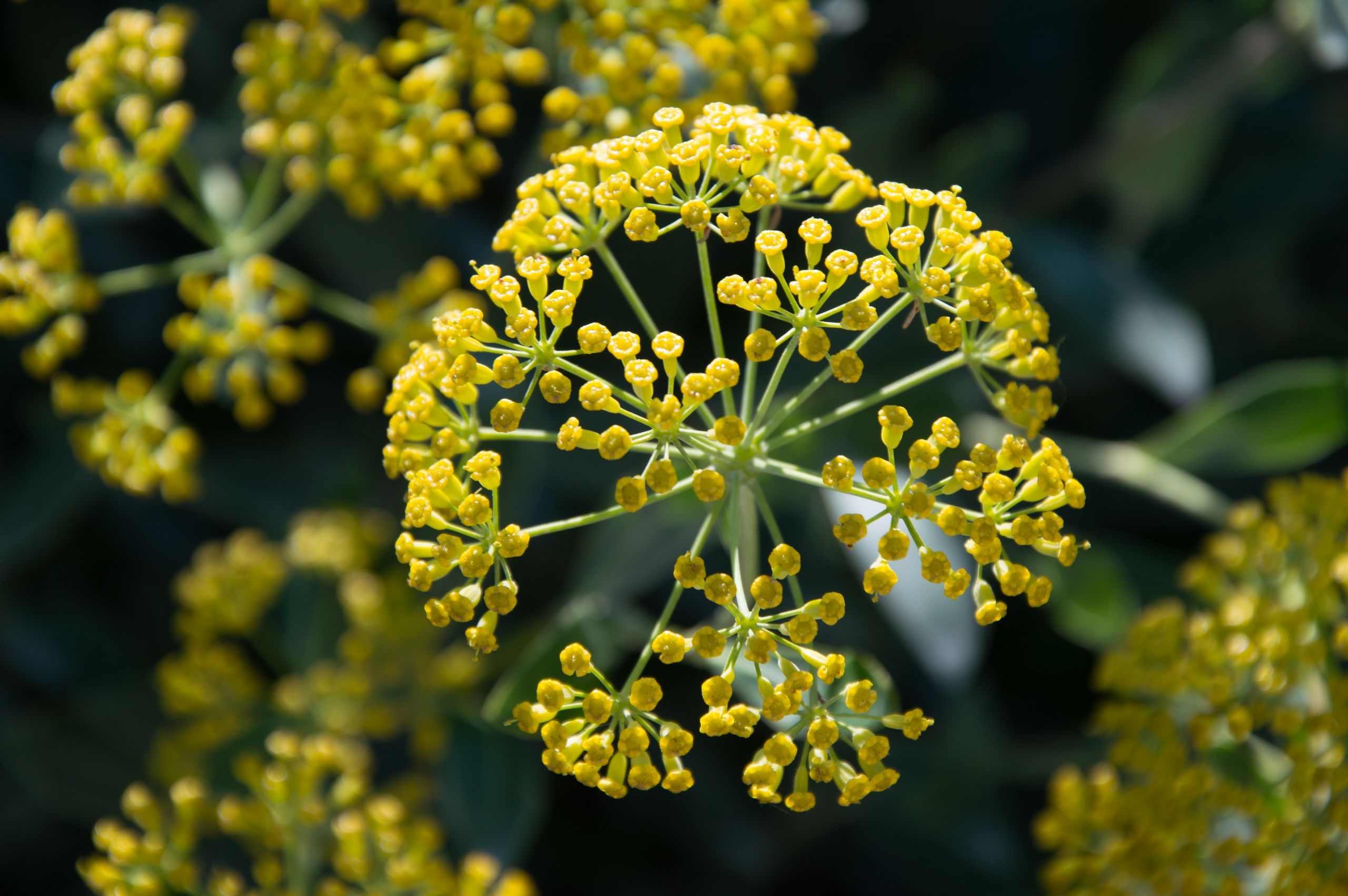 Fonds d'cran Nature Fleurs 