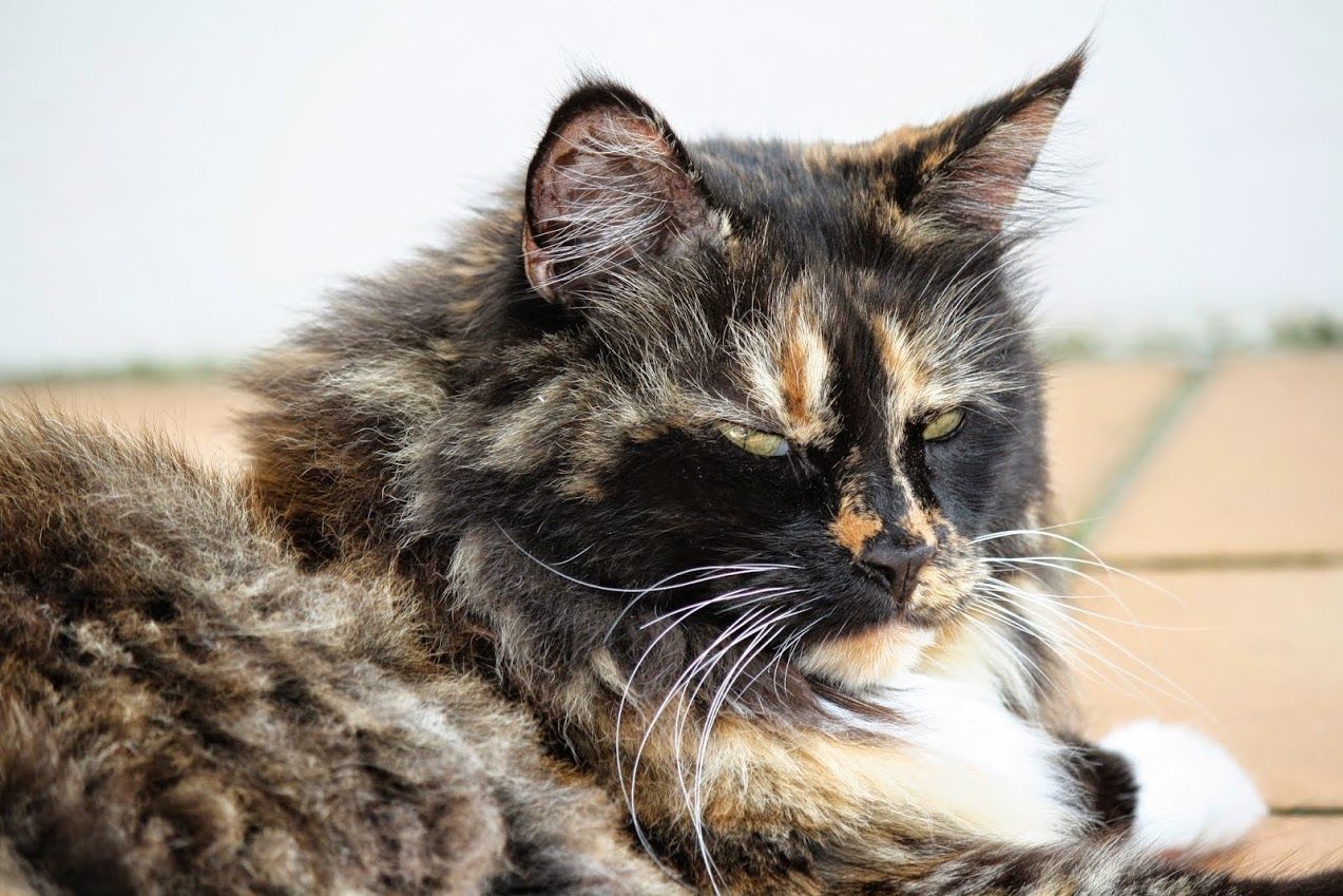 Fonds d'cran Animaux Chats - Chatons 