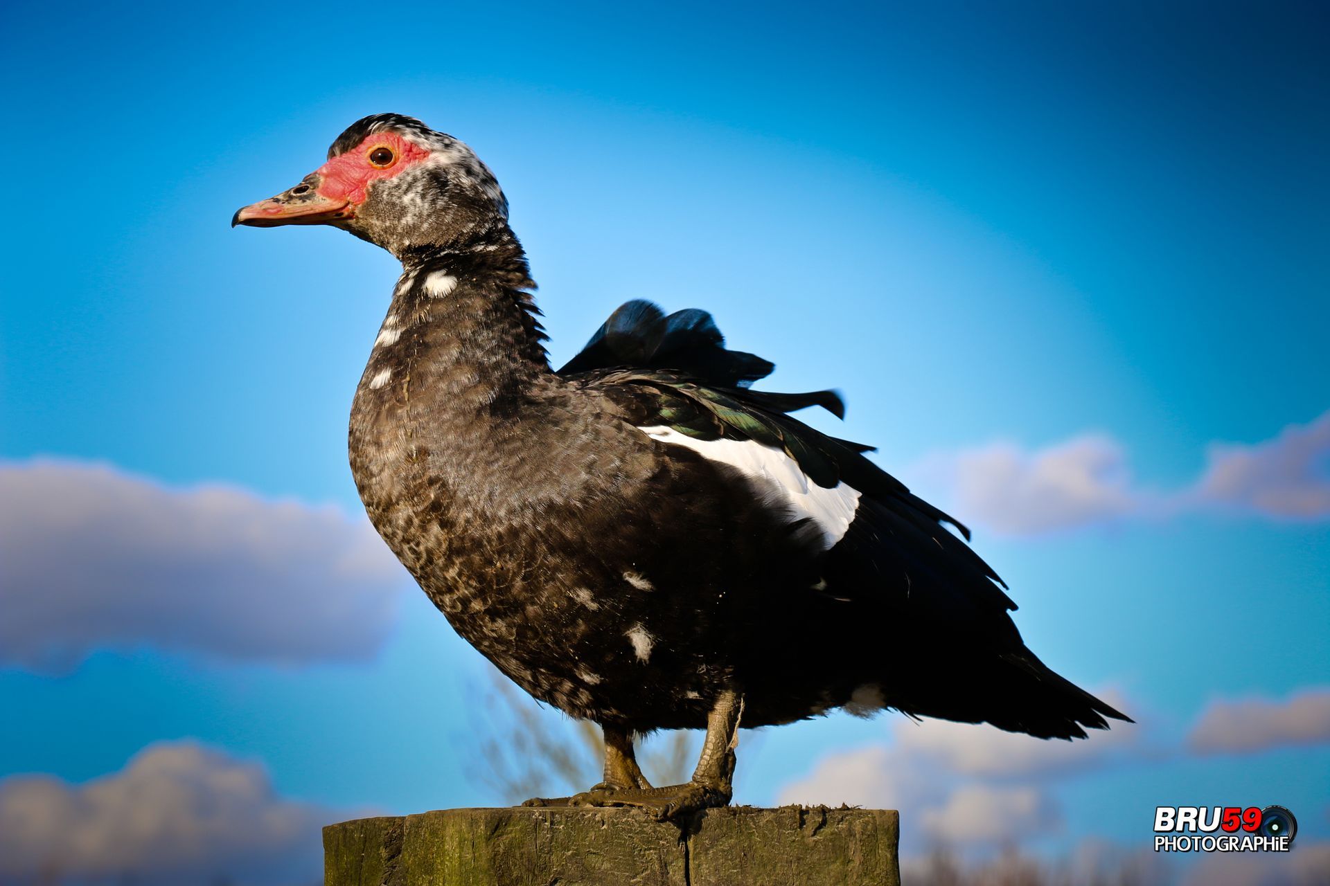 Wallpapers Animals Birds - Ducks Canard noir sur son trône