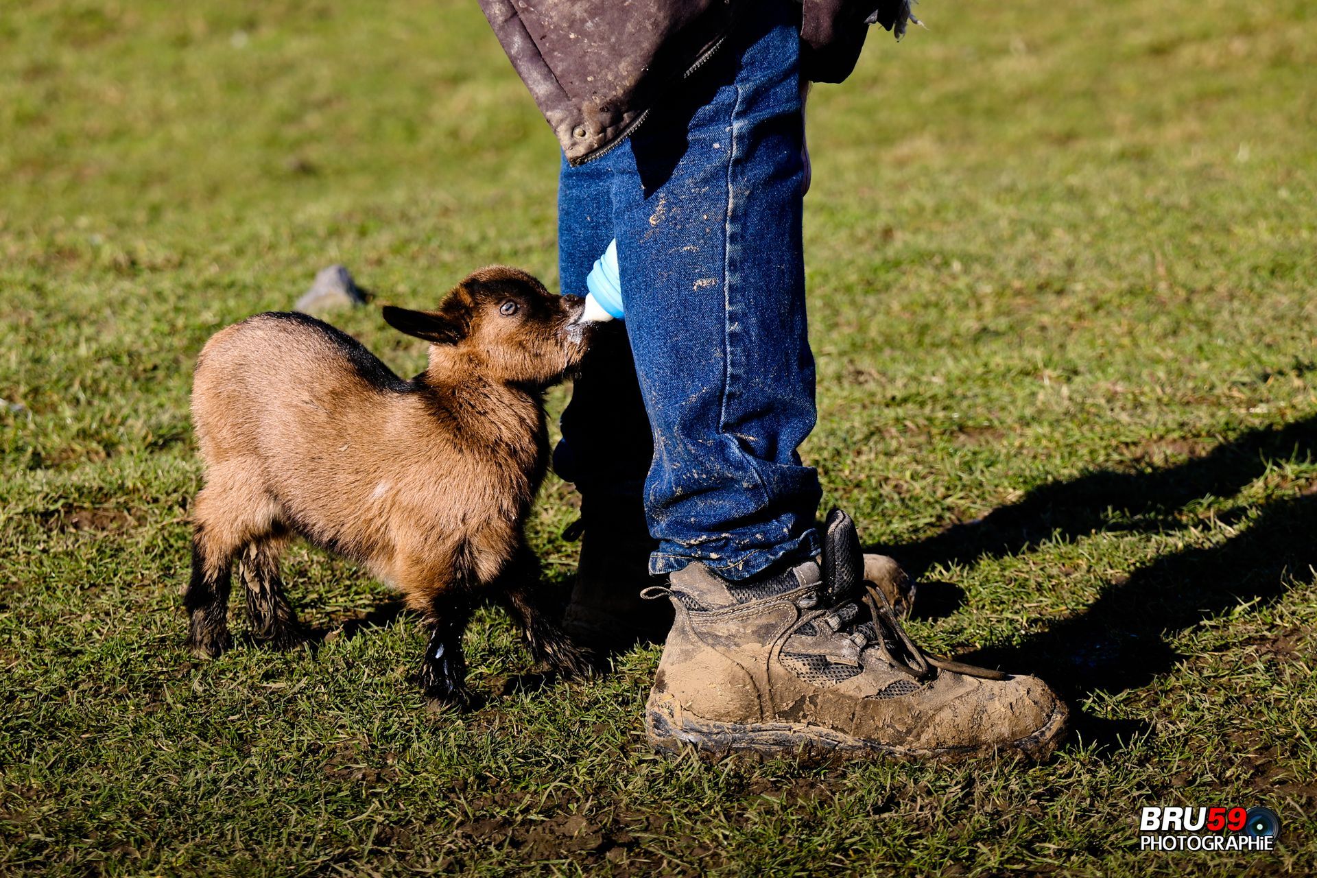 Wallpapers Animals Goats Chevreau au biberon entre les jambes