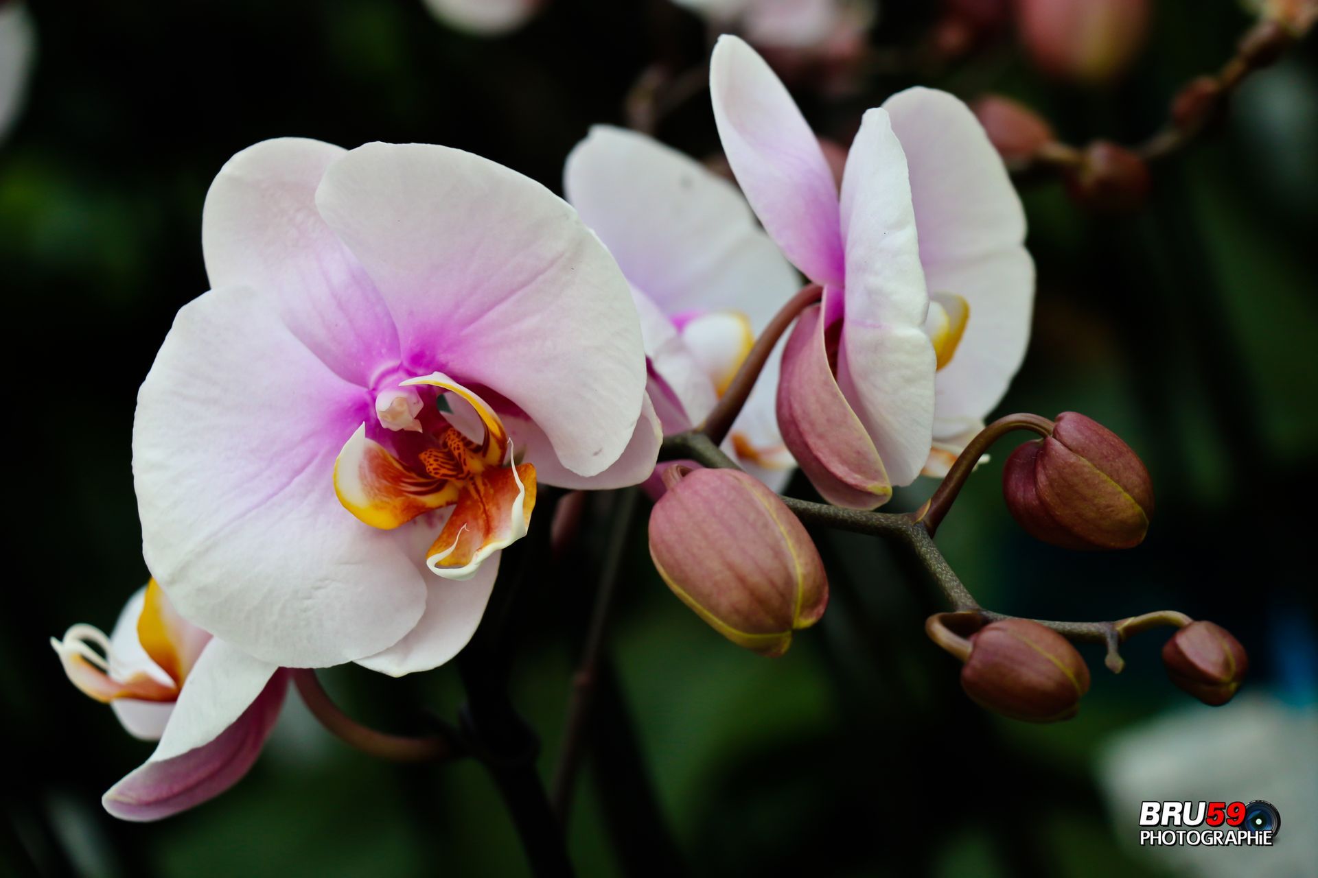 Fonds d'cran Nature Fleurs Orchidée rose et bourgeons