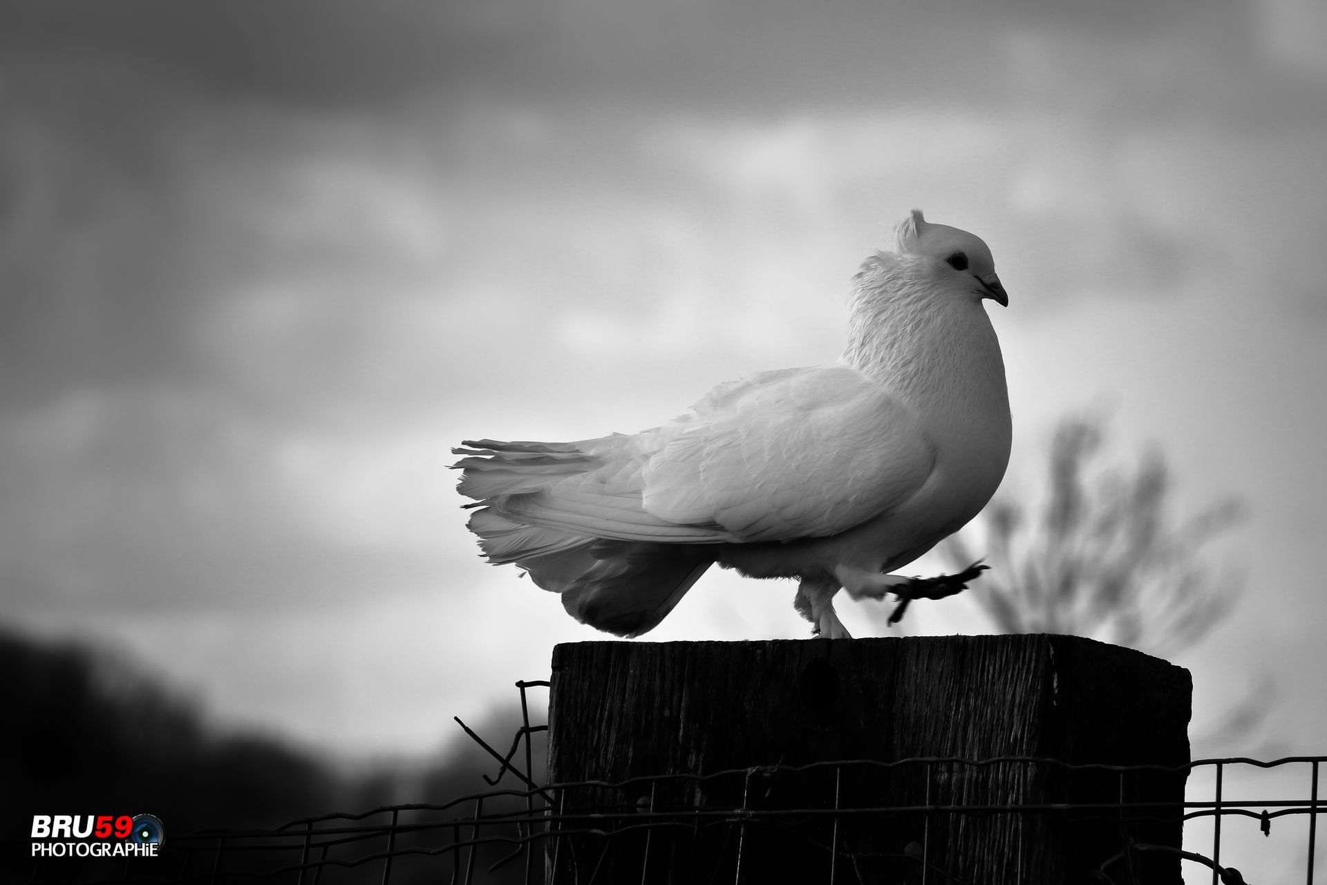 Fonds d'cran Animaux Oiseaux - Pigeons et Tourterelles Pigeon Paon Blanc sur une patte