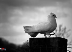  Animaux Pigeon Paon Blanc sur une patte