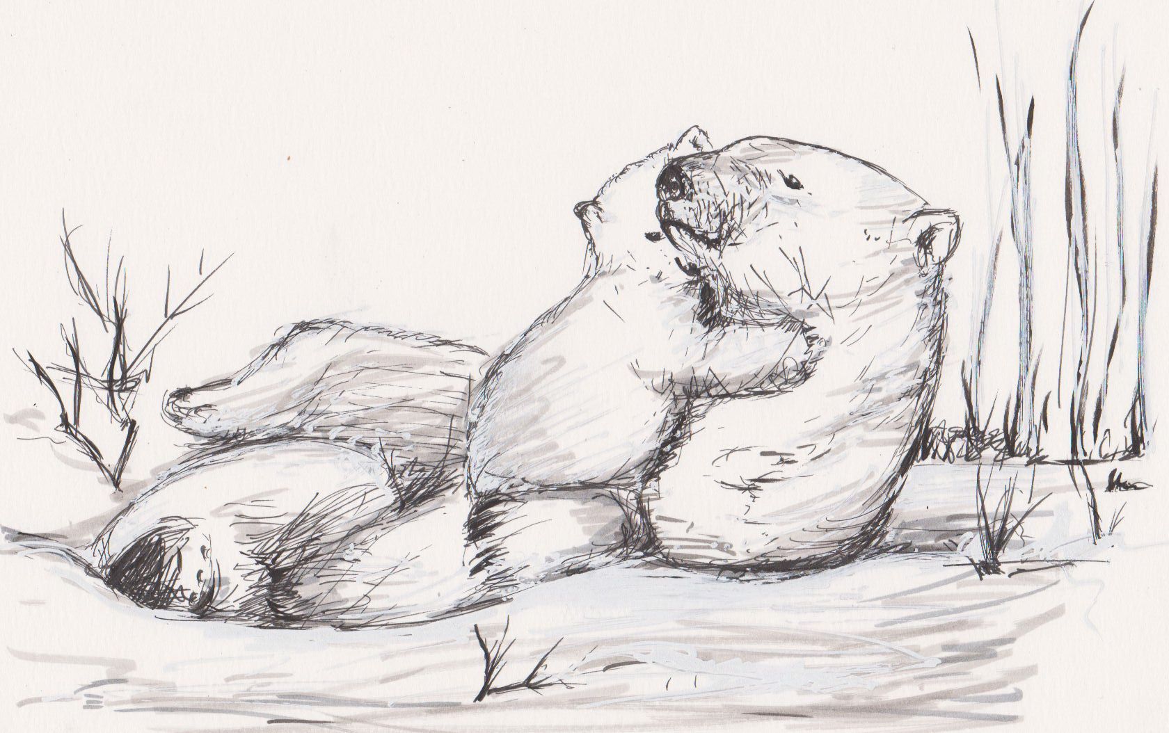 Wallpapers Art - Pencil Animals - Bears Ours polaire et son petit