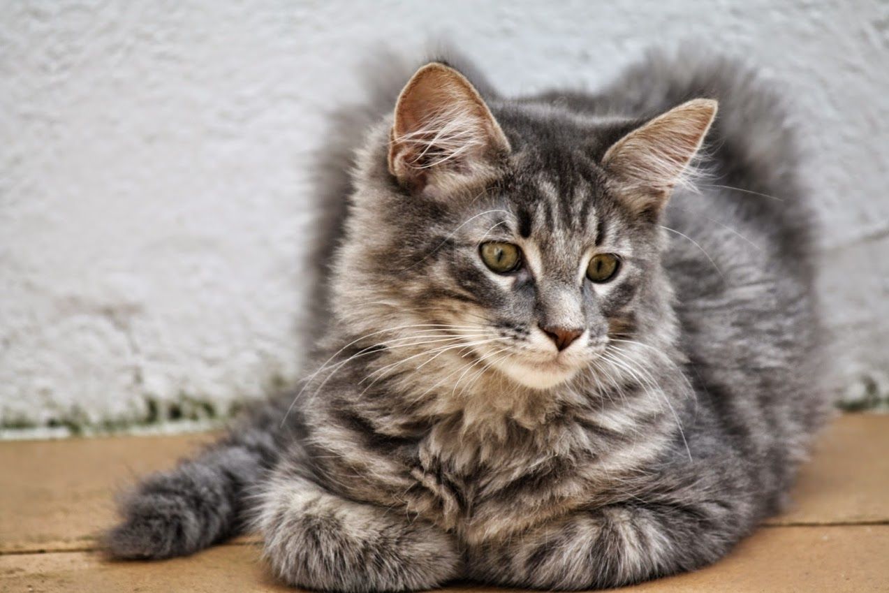 Fonds d'cran Animaux Chats - Chatons 