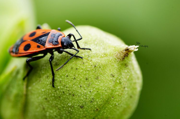 Fonds d'cran Animaux Insectes - Gendarmes macro gendarme 