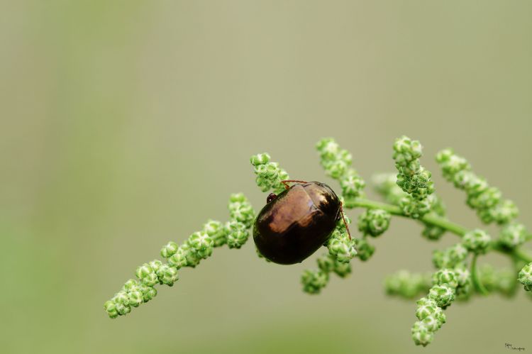 Fonds d'cran Animaux Insectes - Scarabes scarabe marron!