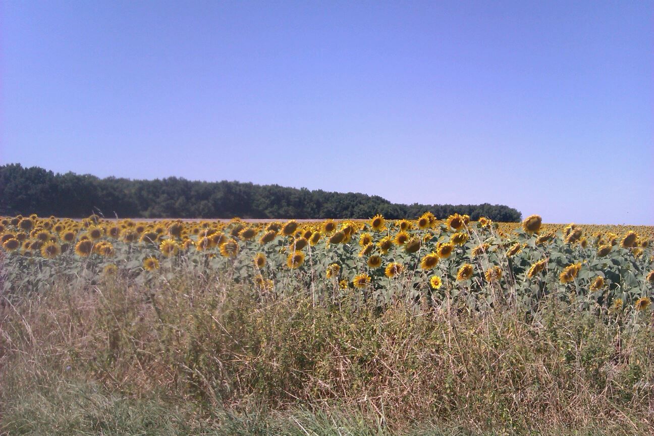 Fonds d'cran Nature Champs - Prairies 