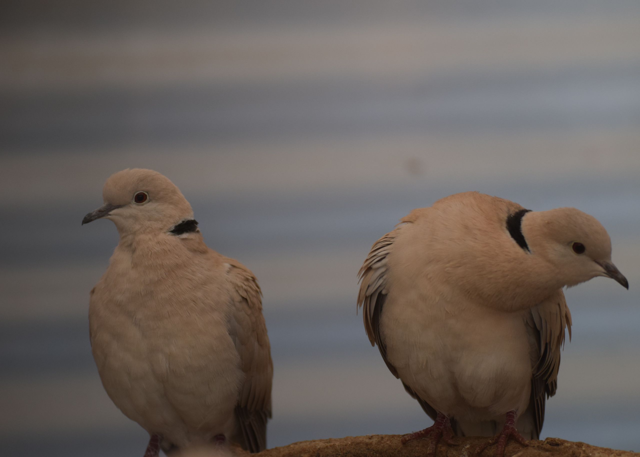 Wallpapers Animals Birds - Pigeons and Doves 