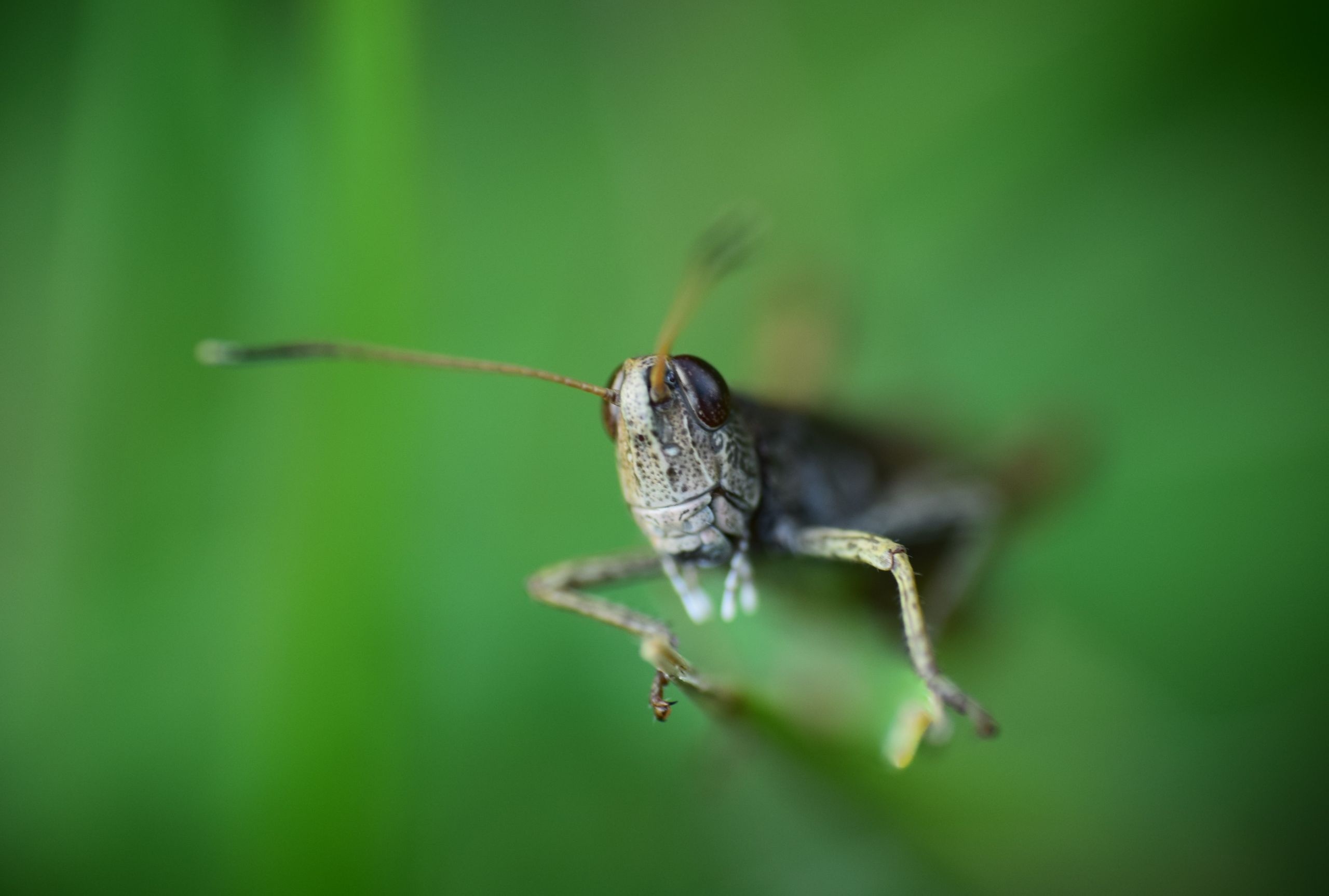 Fonds d'cran Animaux Insectes - Sauterelles et Criquets 