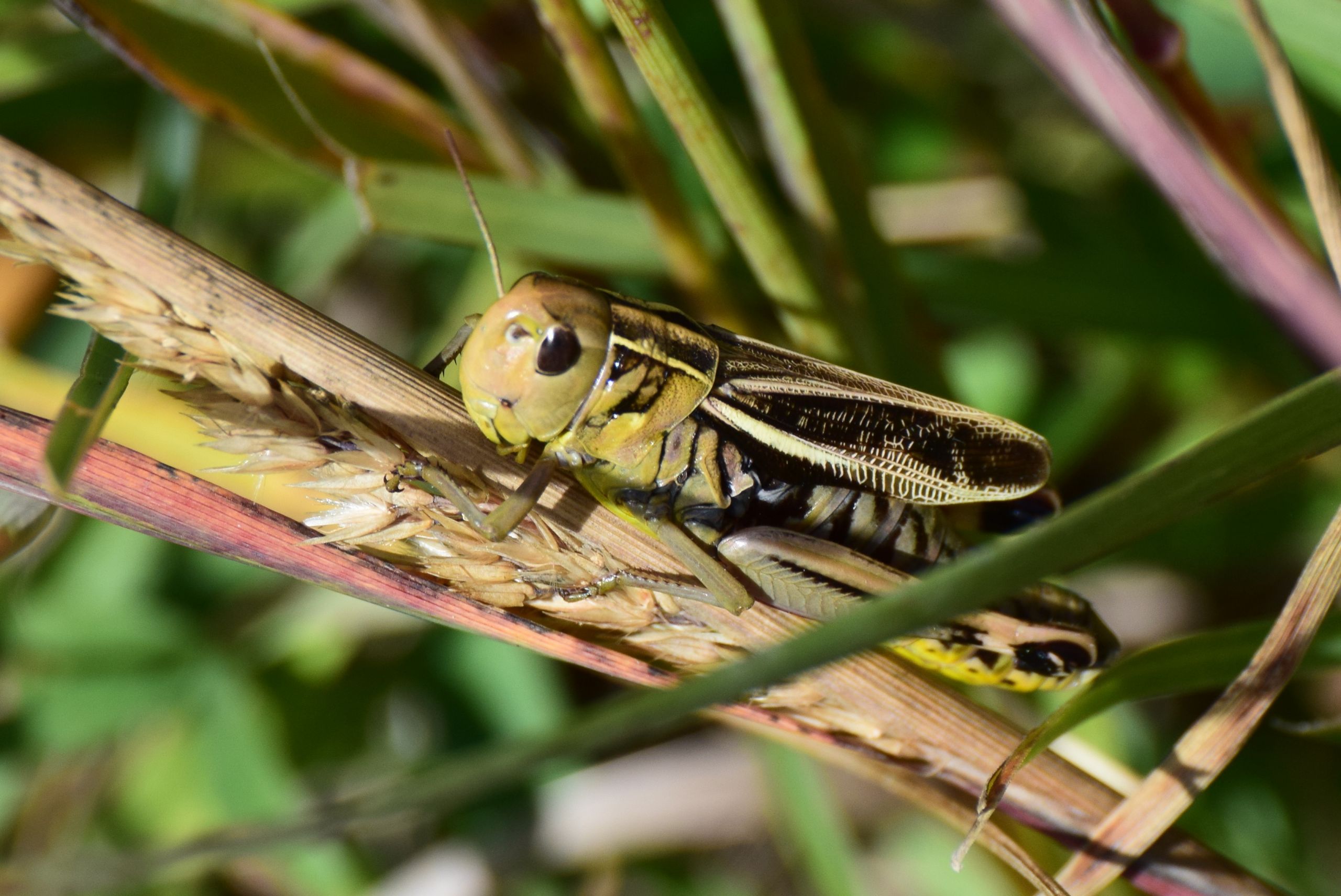 Wallpapers Animals Insects - Grasshoppers and Locusts 