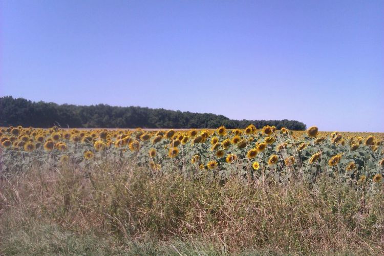 Fonds d'cran Nature Champs - Prairies Wallpaper N399143