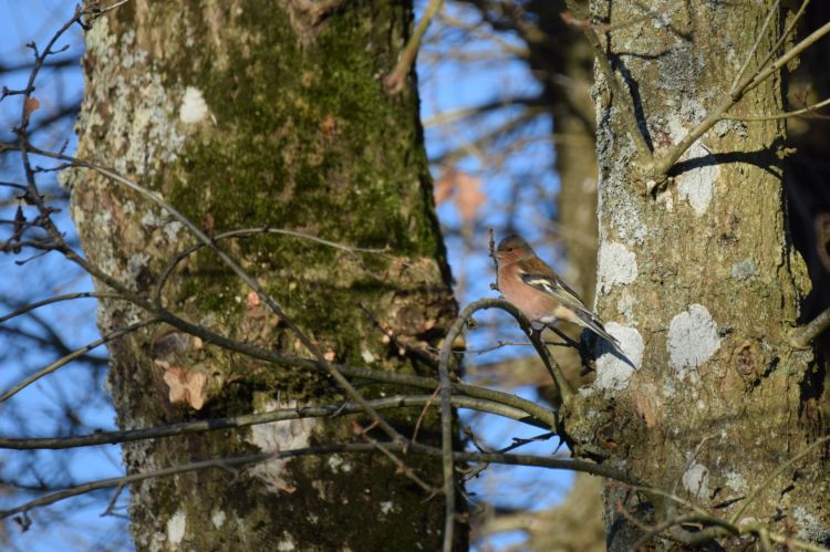 Wallpapers Animals Birds - Misc Wallpaper N399157