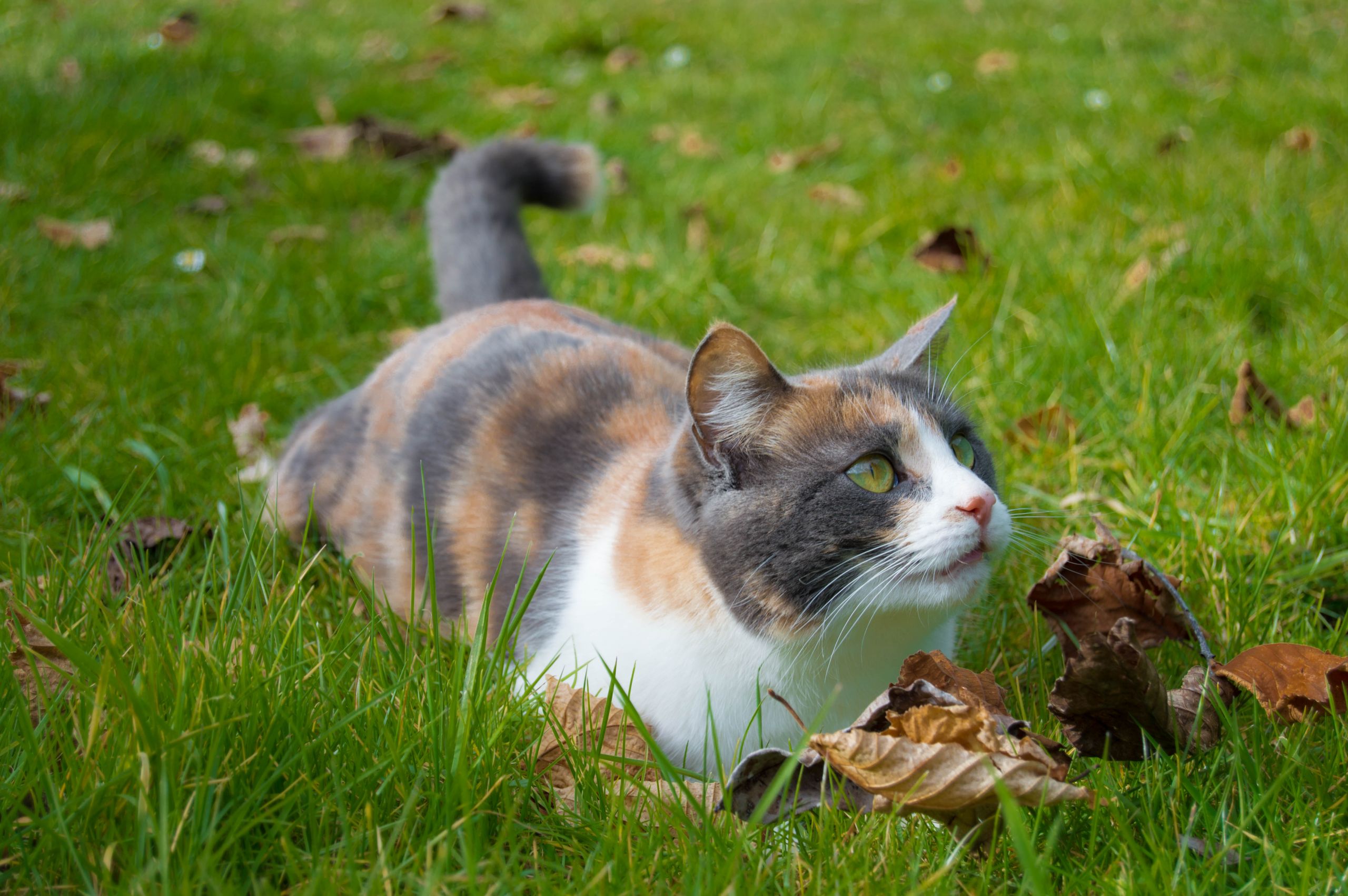 Fonds d'cran Animaux Chats - Chatons 