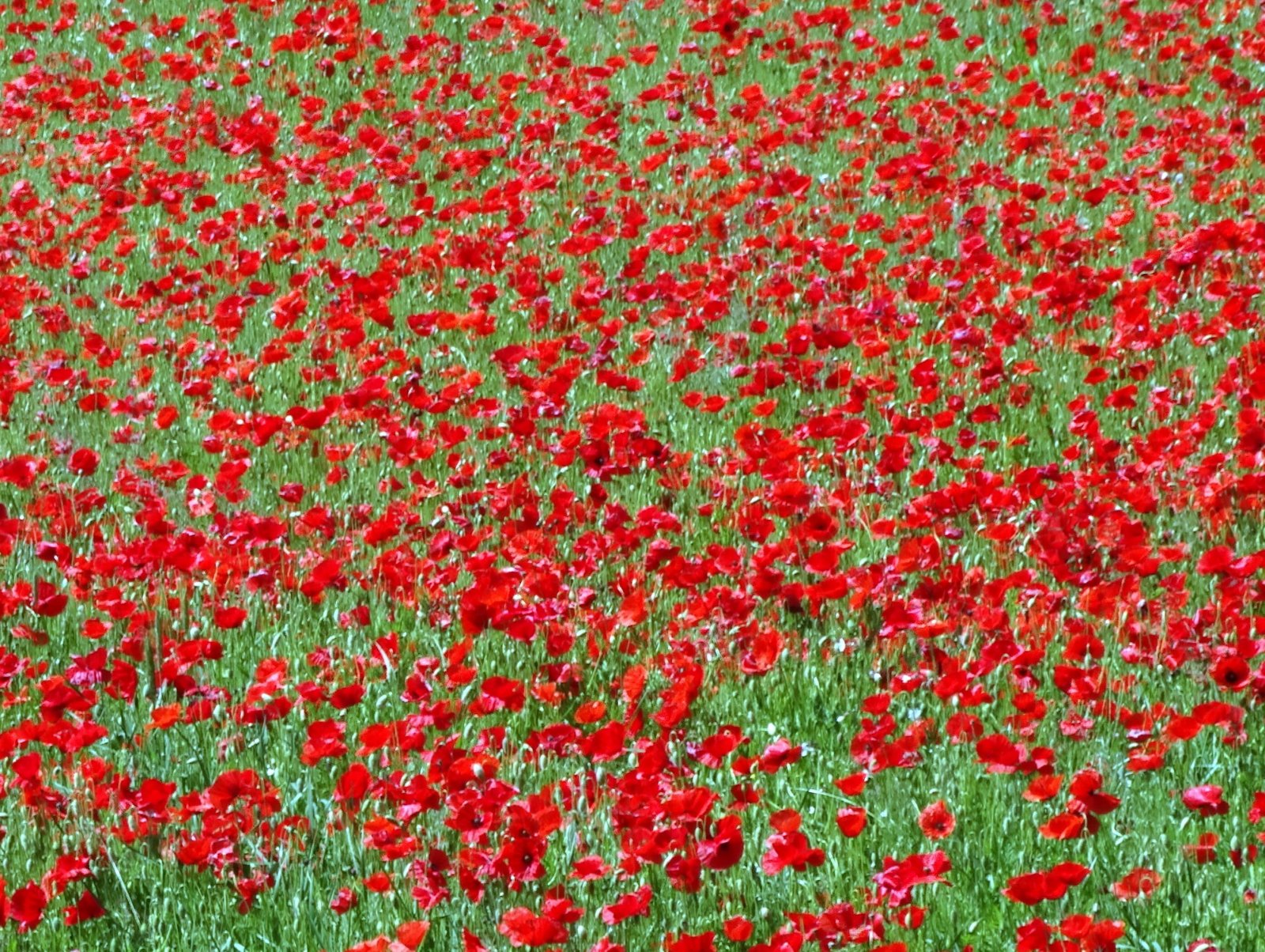 Fonds d'cran Nature Fleurs 