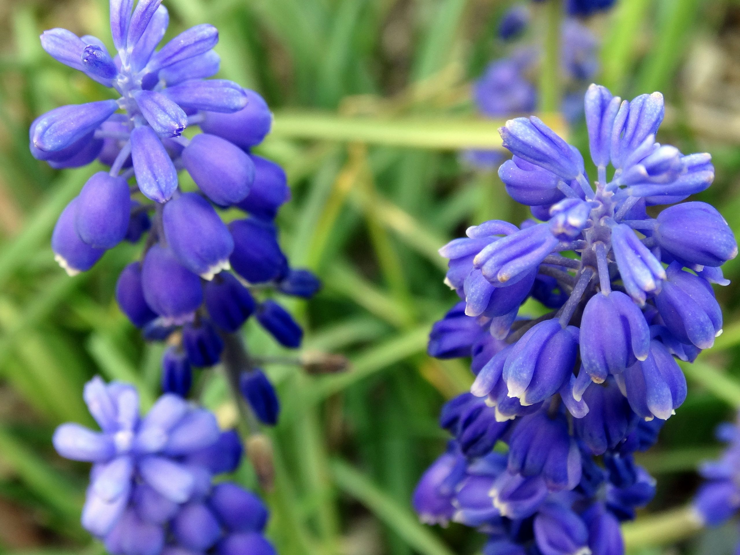 Fonds d'cran Nature Fleurs 