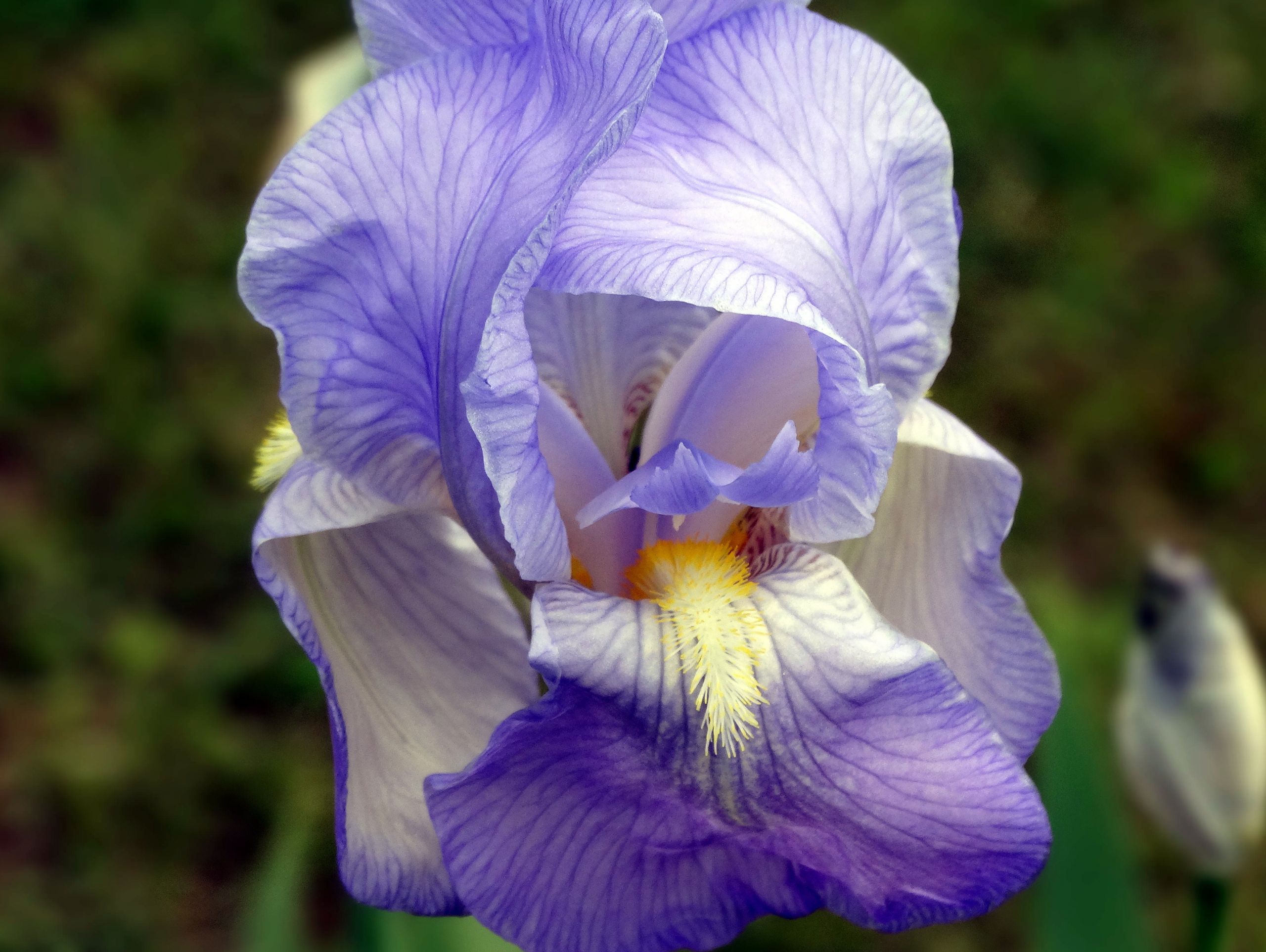 Fonds d'cran Nature Fleurs 