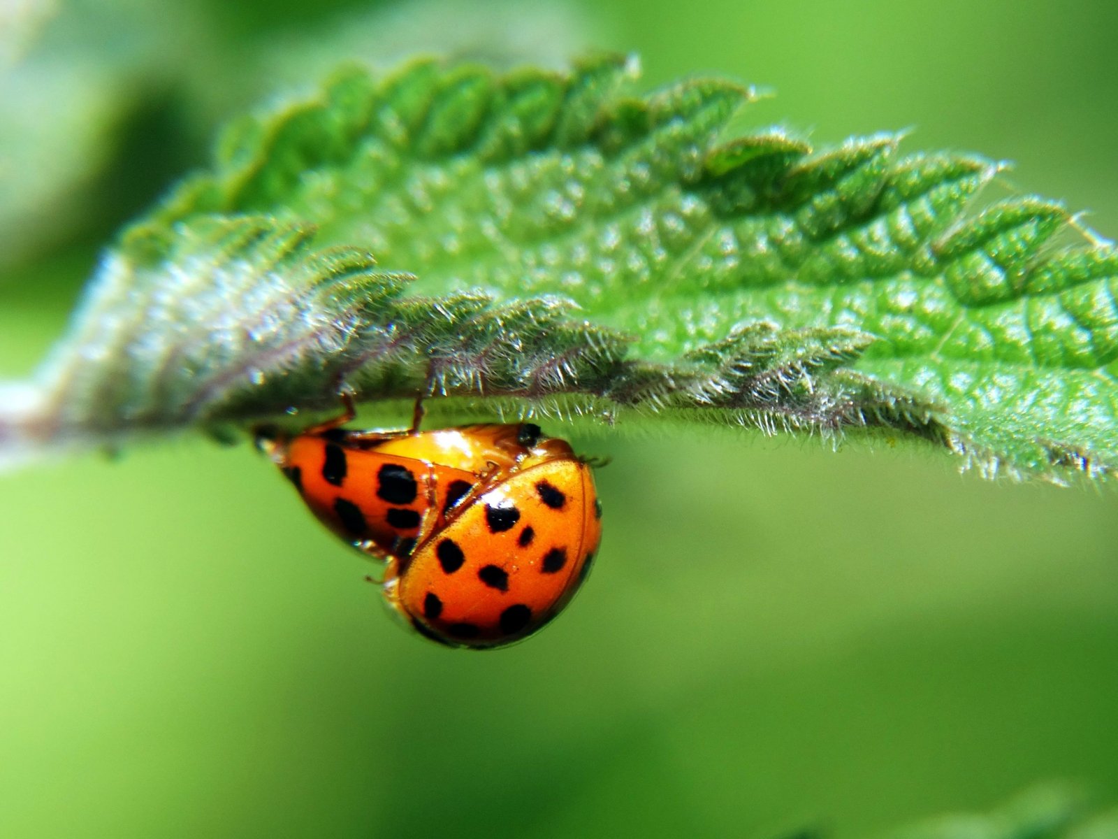 Fonds d'cran Animaux Insectes - Divers 