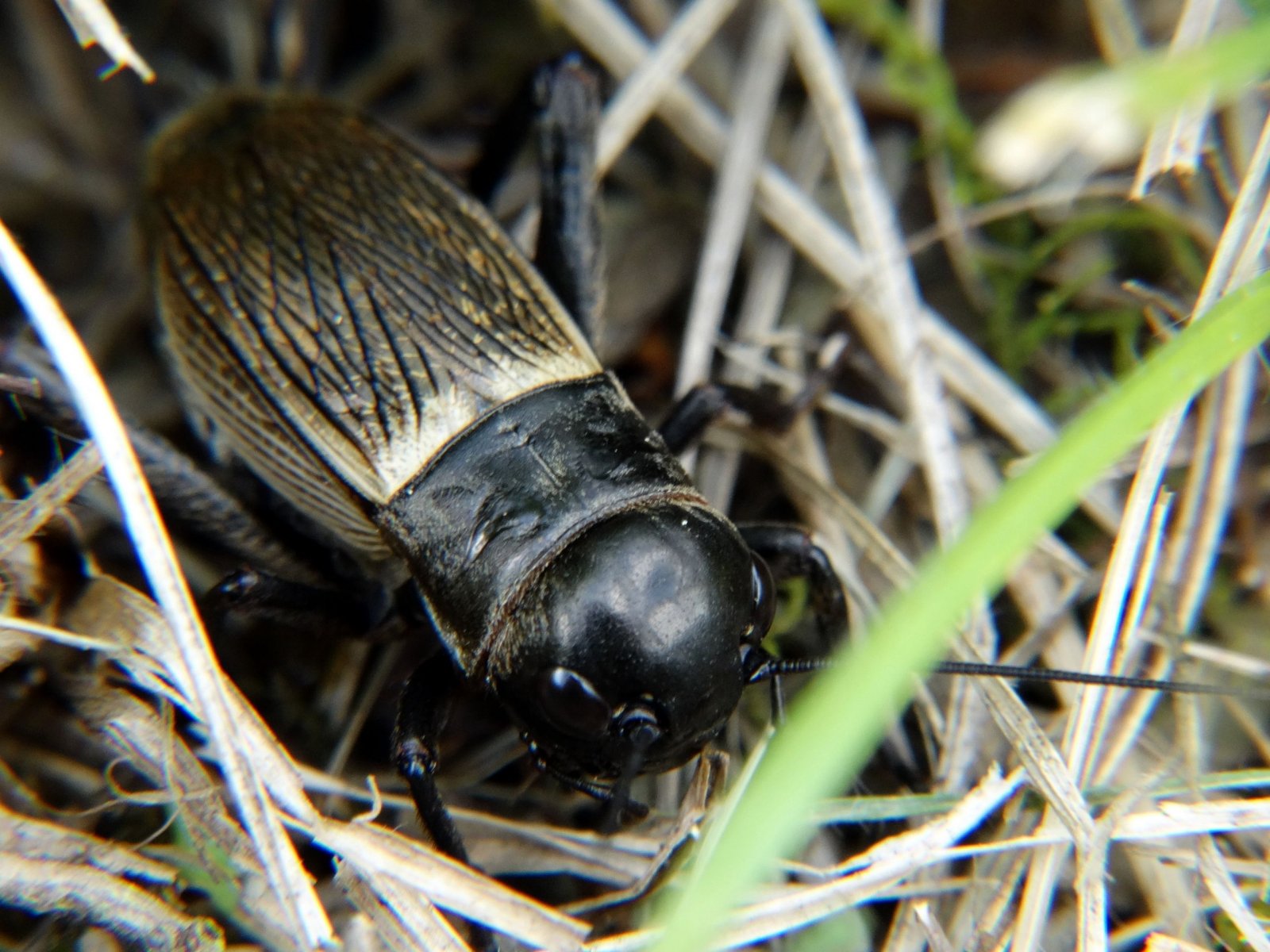 Wallpapers Animals Insects - Cicadas 