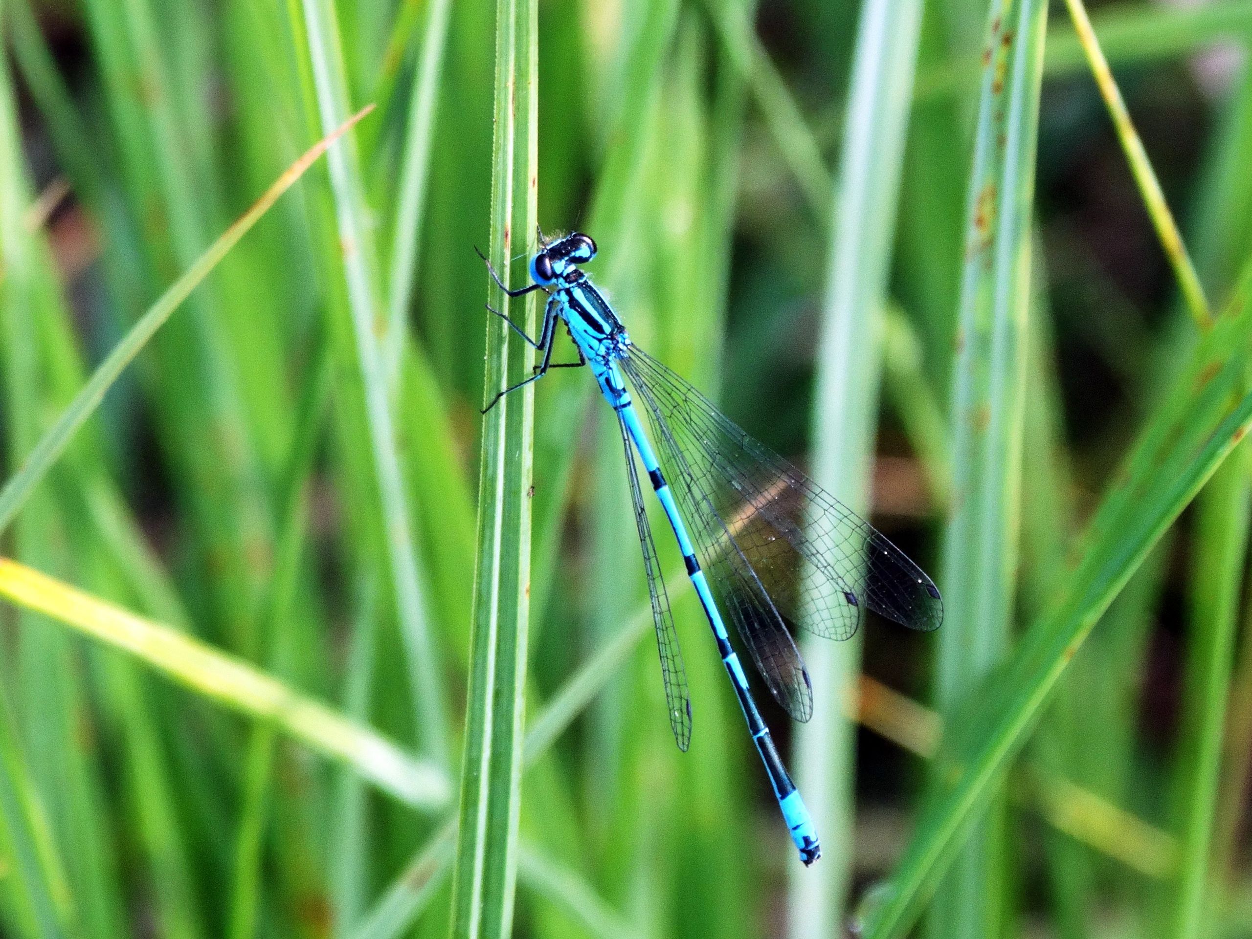 Wallpapers Animals Insects - Dragonflies 