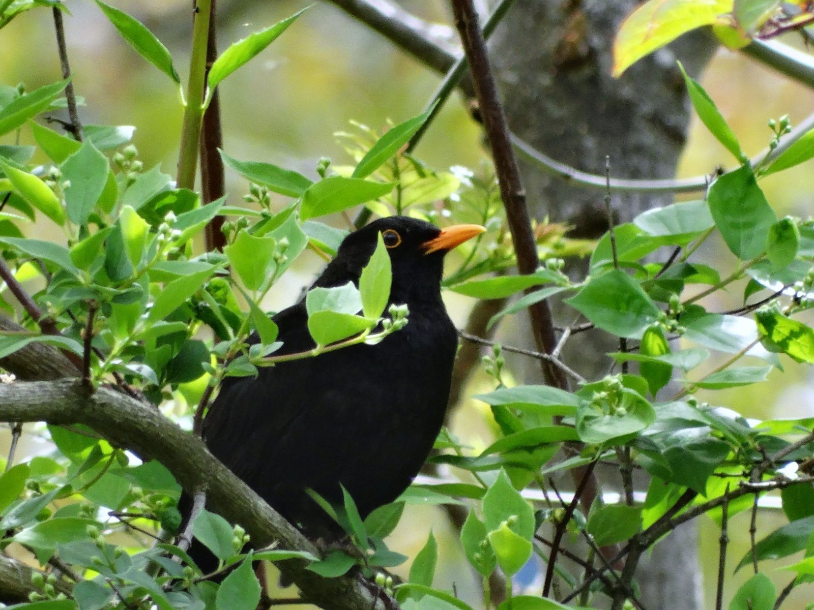 Fonds d'cran Animaux Oiseaux - Merles 