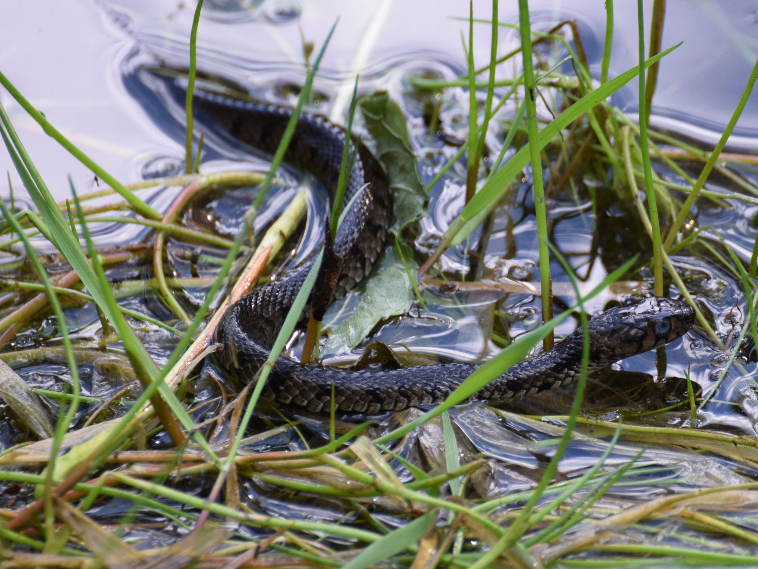 Fonds d'cran Animaux Serpents 