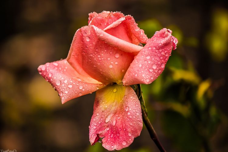 Fonds d'cran Nature Fleurs Rose