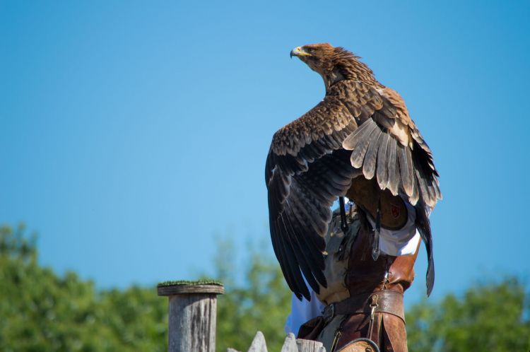 Fonds d'cran Animaux Oiseaux - Rapaces divers Wallpaper N399305