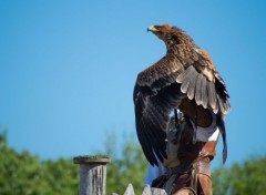  Animaux Image sans titre N399305