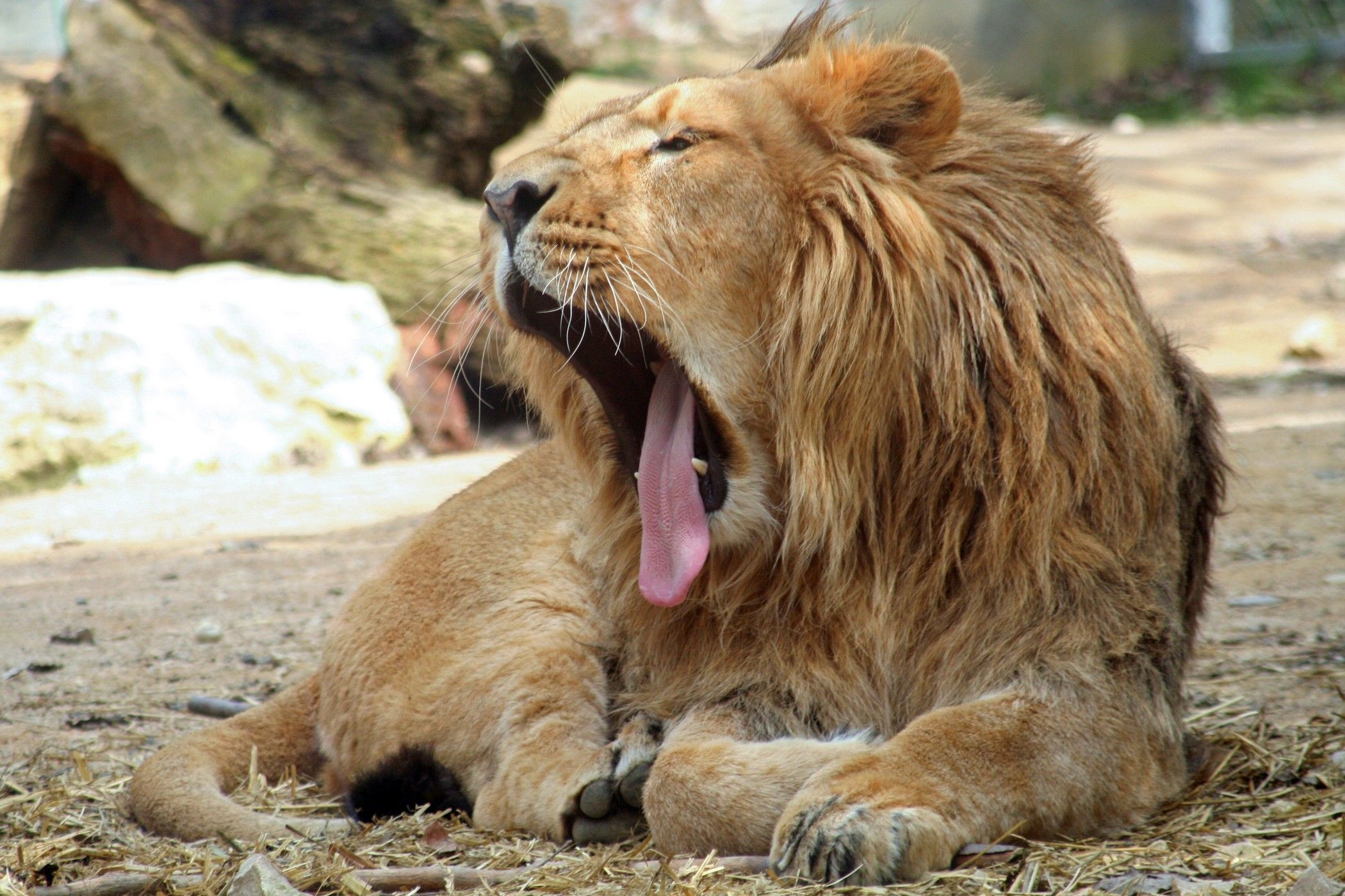 Fonds d'cran Animaux Flins - Lions 