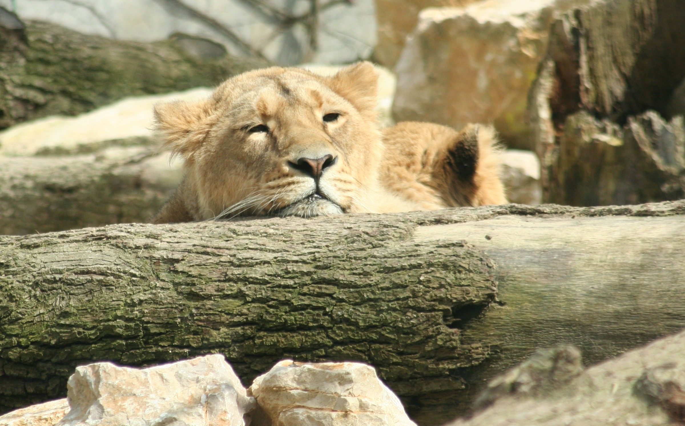 Wallpapers Animals Felines - Lions 