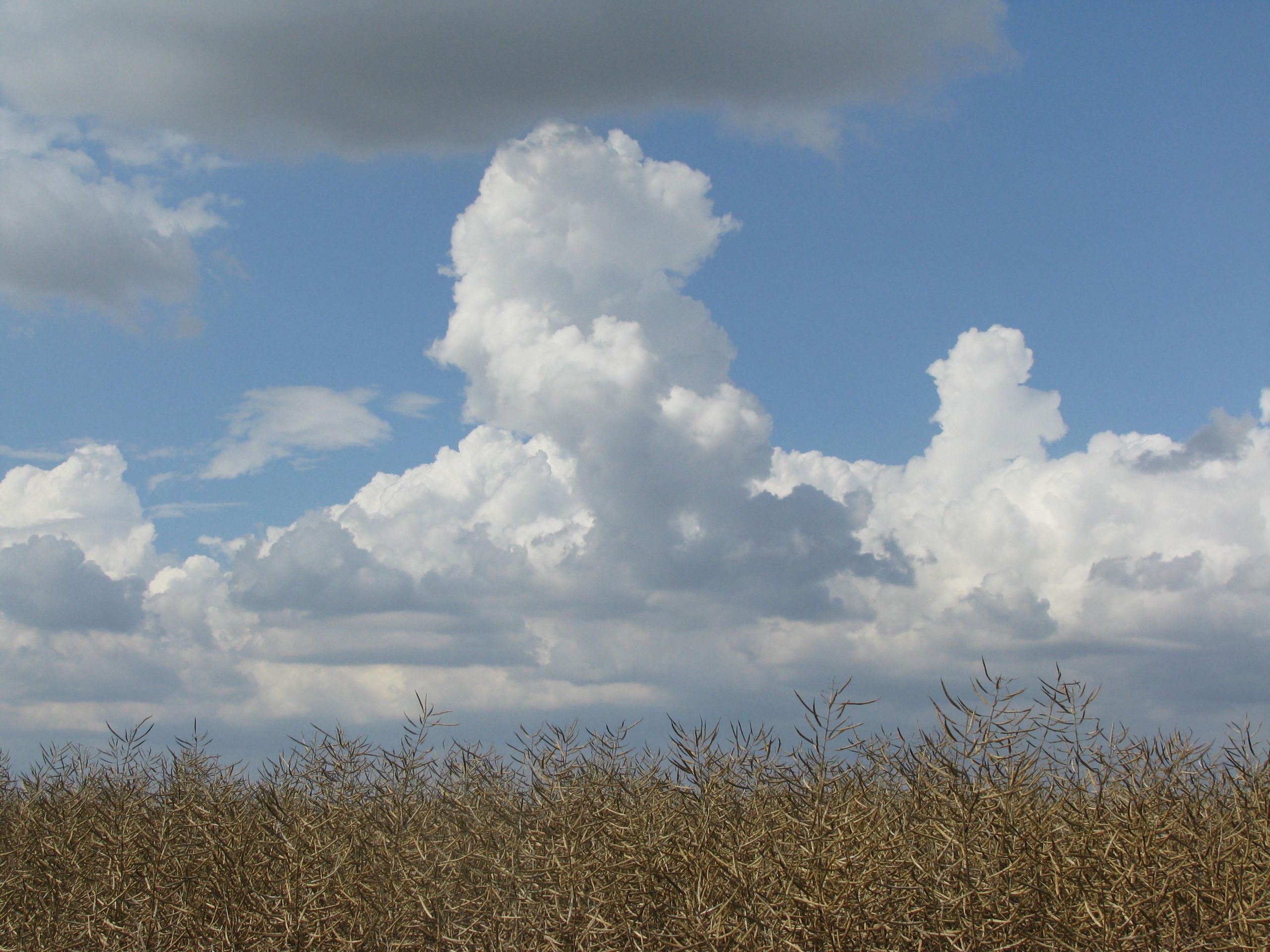 Wallpapers Nature Fields 