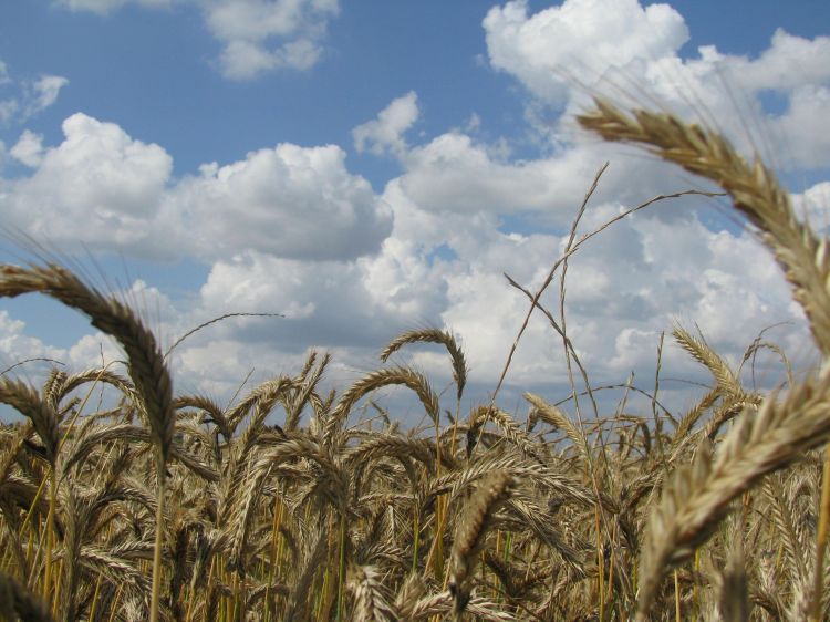 Wallpapers Nature Fields champs de blé en Beauce